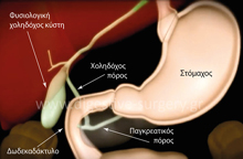 Gallblader anatomy