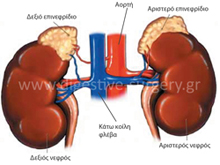 Anatomy of the adrenals